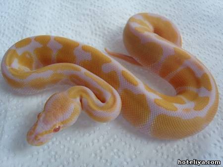 Pythons For Sale - Singapore Pets Portal | Sg Pets